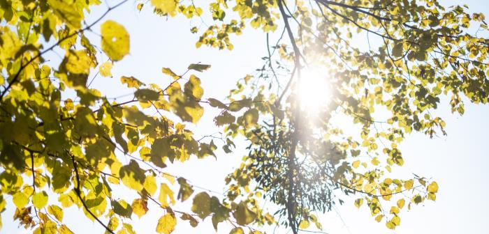 Solen lyser genom trädets löv.