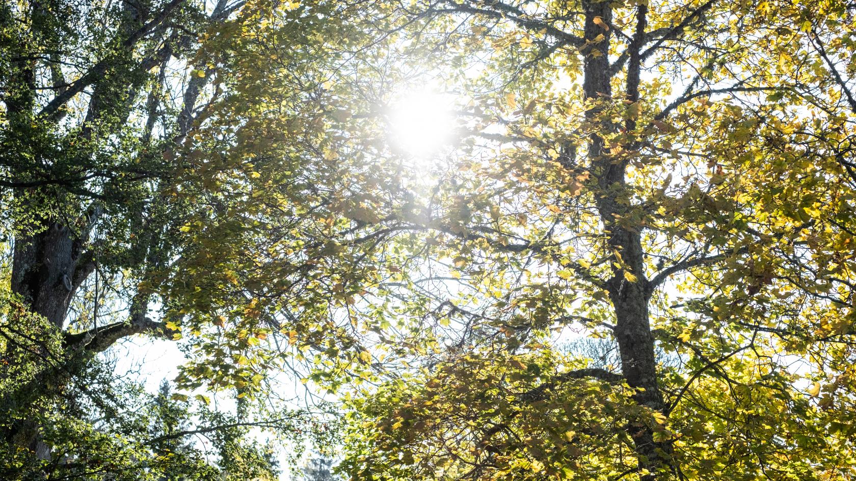 Solen lyser igenom de gröna och gula trädkronorna.