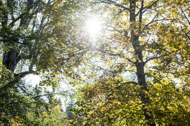 Solen lyser igenom de gröna och gula trädkronorna.