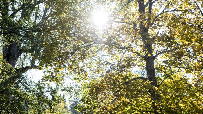 Solen lyser igenom de gröna och gula trädkronorna.