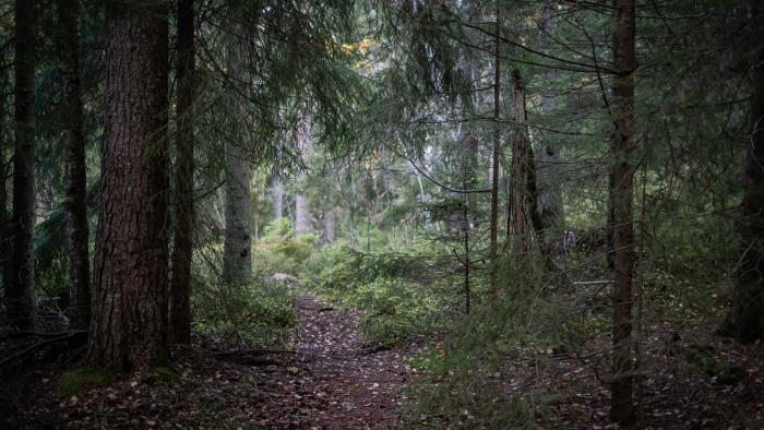 En mörk liten stig i skogen.