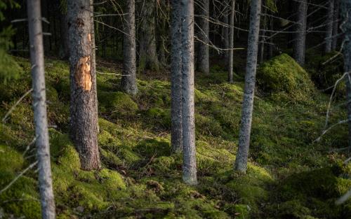 Trädstammar i mossig mark i skogen.