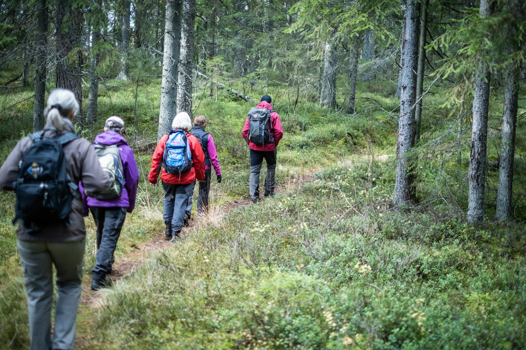 En grupp människor vandrar längs en stig genom skogen.