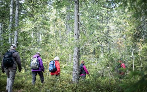 En grupp människor vandrar på led genom skogen.