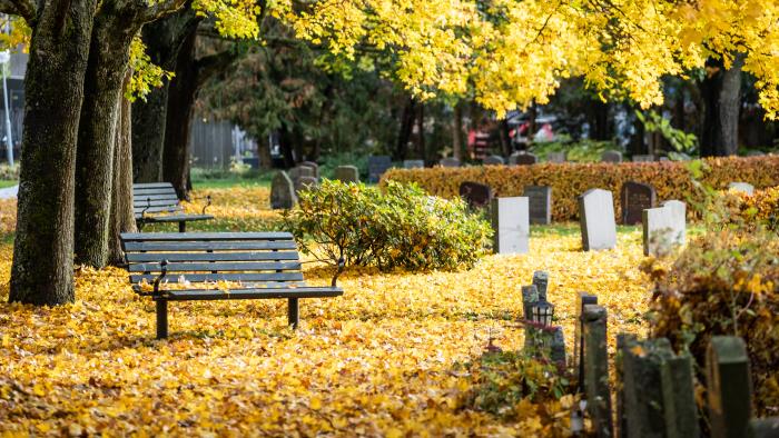 Marken på en kyrkogård är täckt av gula lönnlöv.
