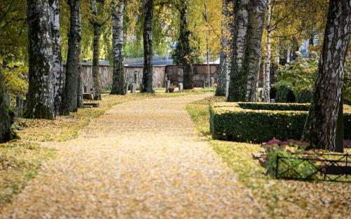 Gångvägen på kyrkogården är täckt av gula löv.