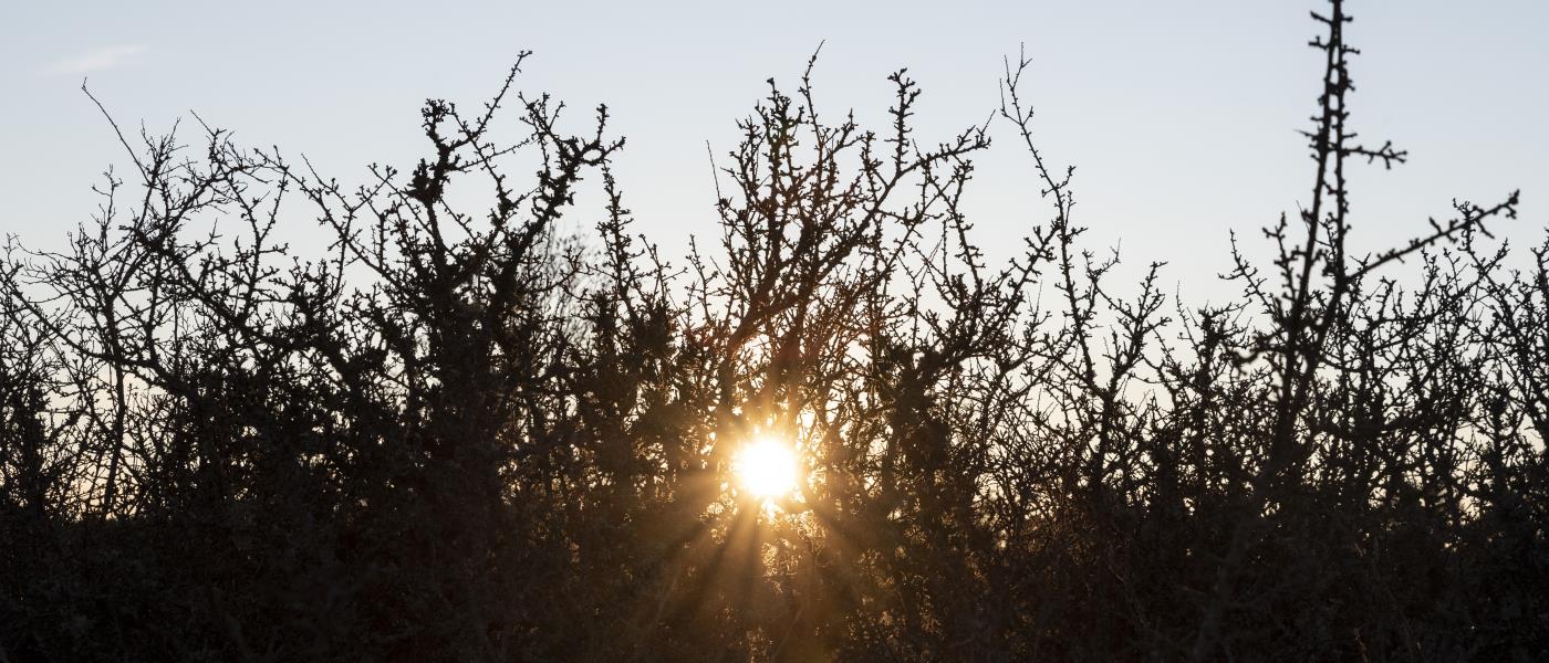 Solen lyser igenom ett buskage.