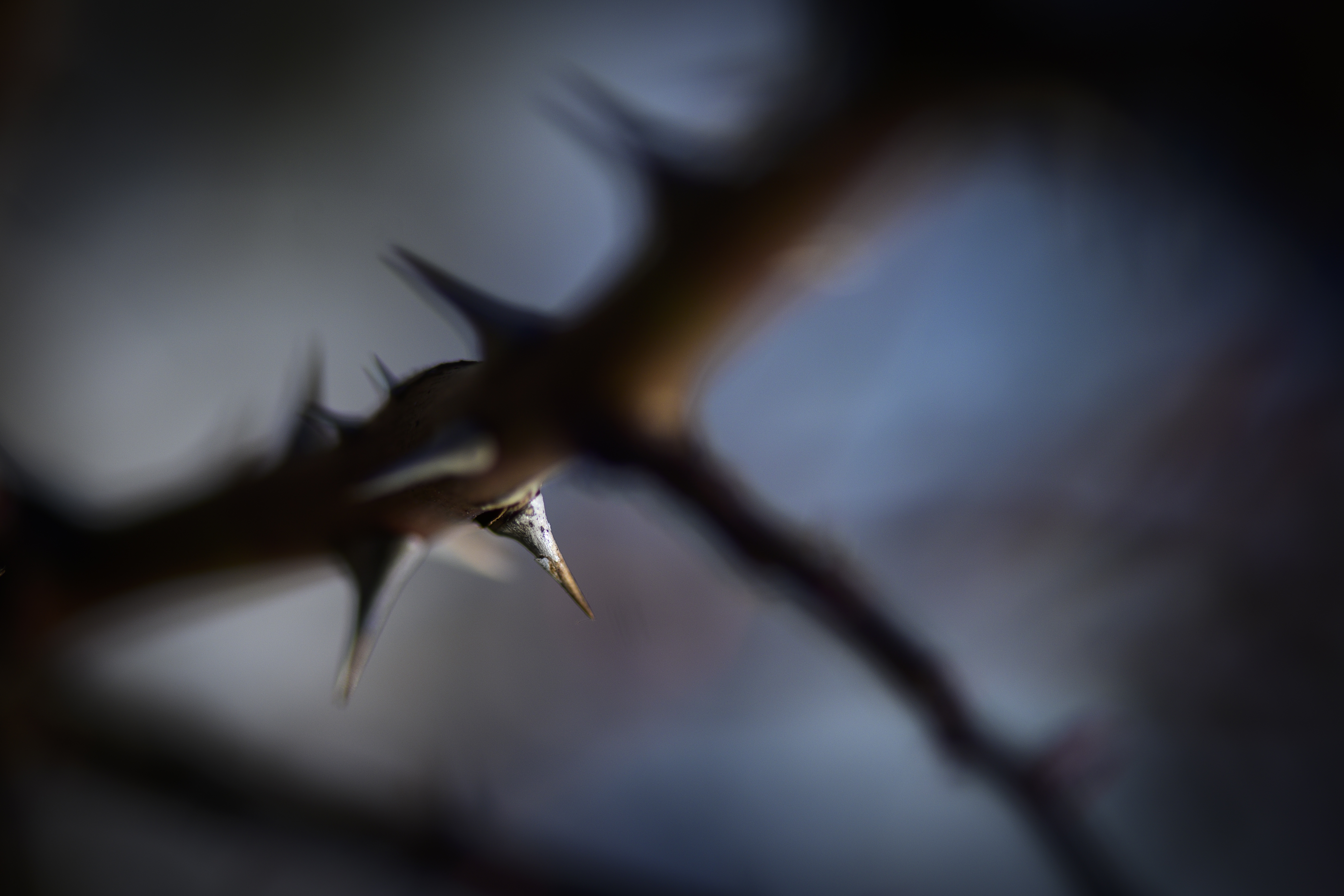 Närbild på törne.