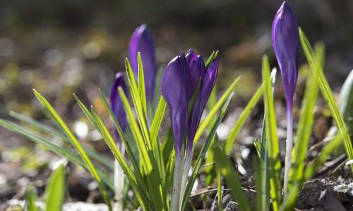 Krokus
