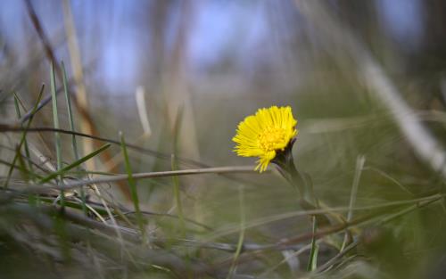 Närbild på en tussilago som tittar fram i vårgräset.