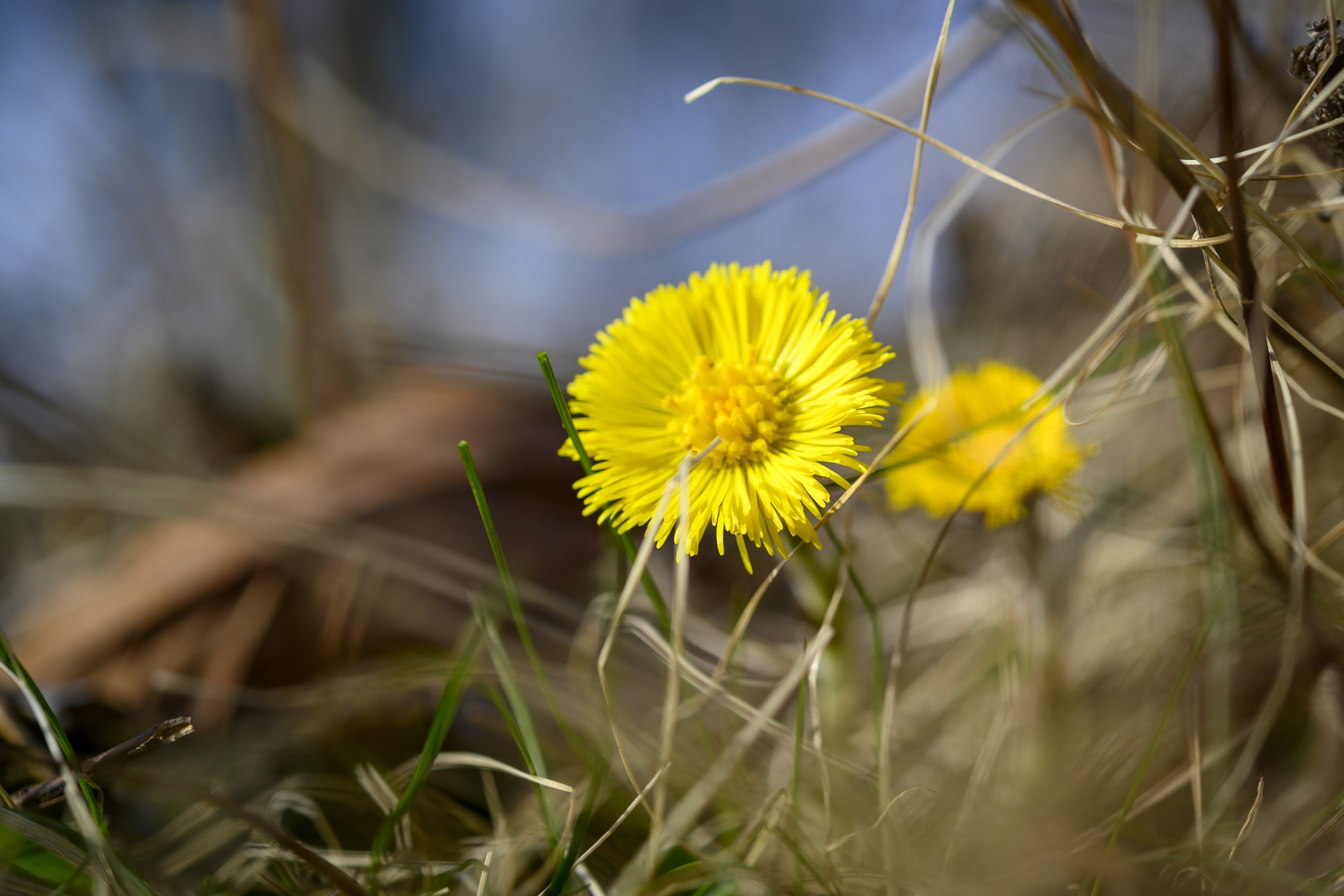 Närbild på en tussilago.