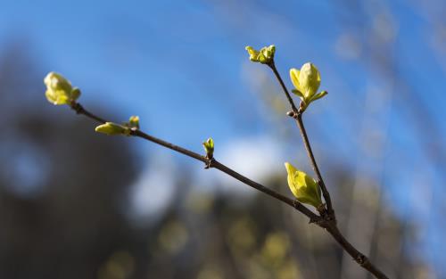 Några nyutslagna knoppar på en kvist.