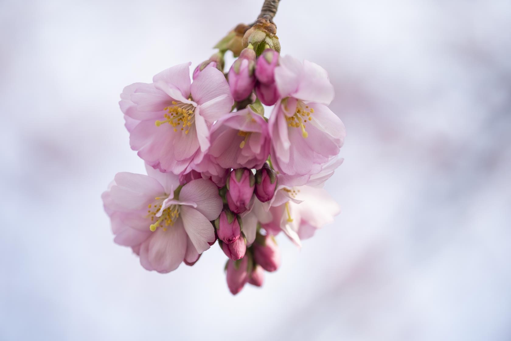 Ljusrosa vårblommor på en kvist.