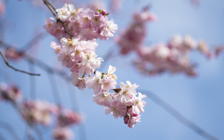 Närbild på blommorna i ett körsbärsträd.