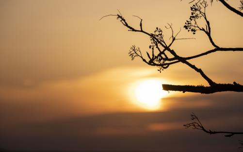 Solnedgång mot en kal kvist.