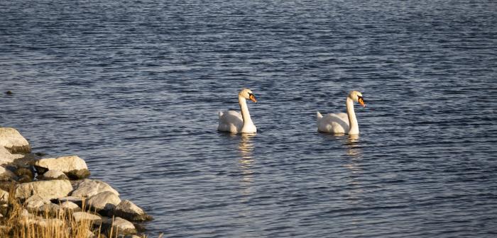 Två svanar simmar i vattnet längs land.