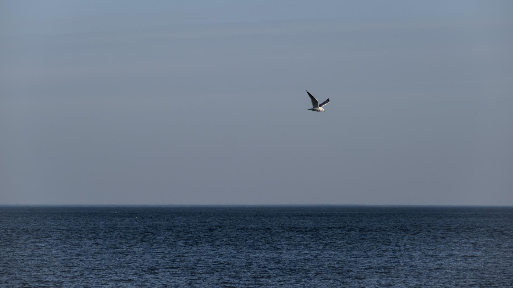 En ensam mås flyger över havet.