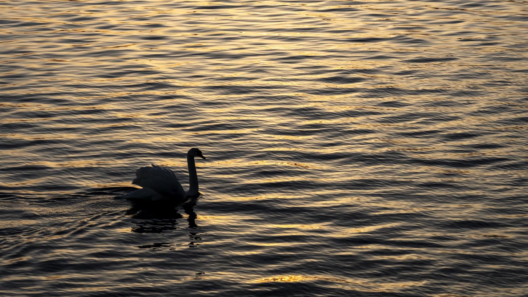 Solnedgång i skärgården. I vattnet ser man siluetten av en svan som simmar.