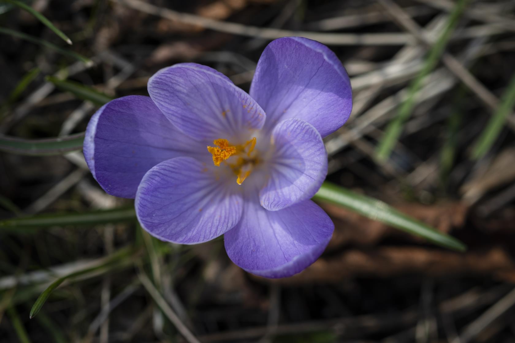 Närbild på en lila krokus.