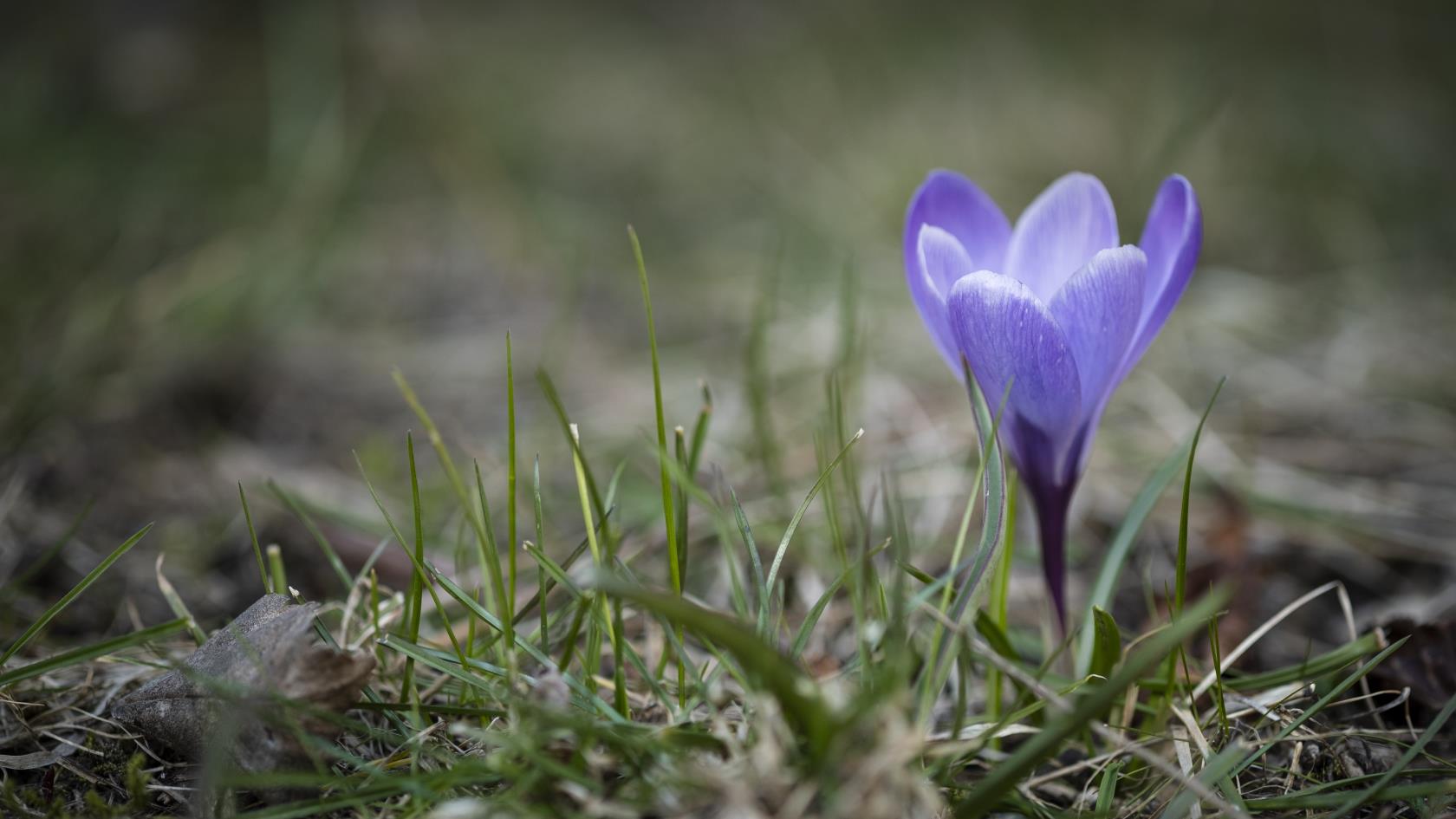 Närbild på en lila krokus i gräset.