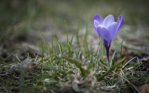 Närbild på en lila krokus i gräset.