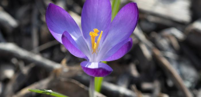 Närbild på en lila krokus.