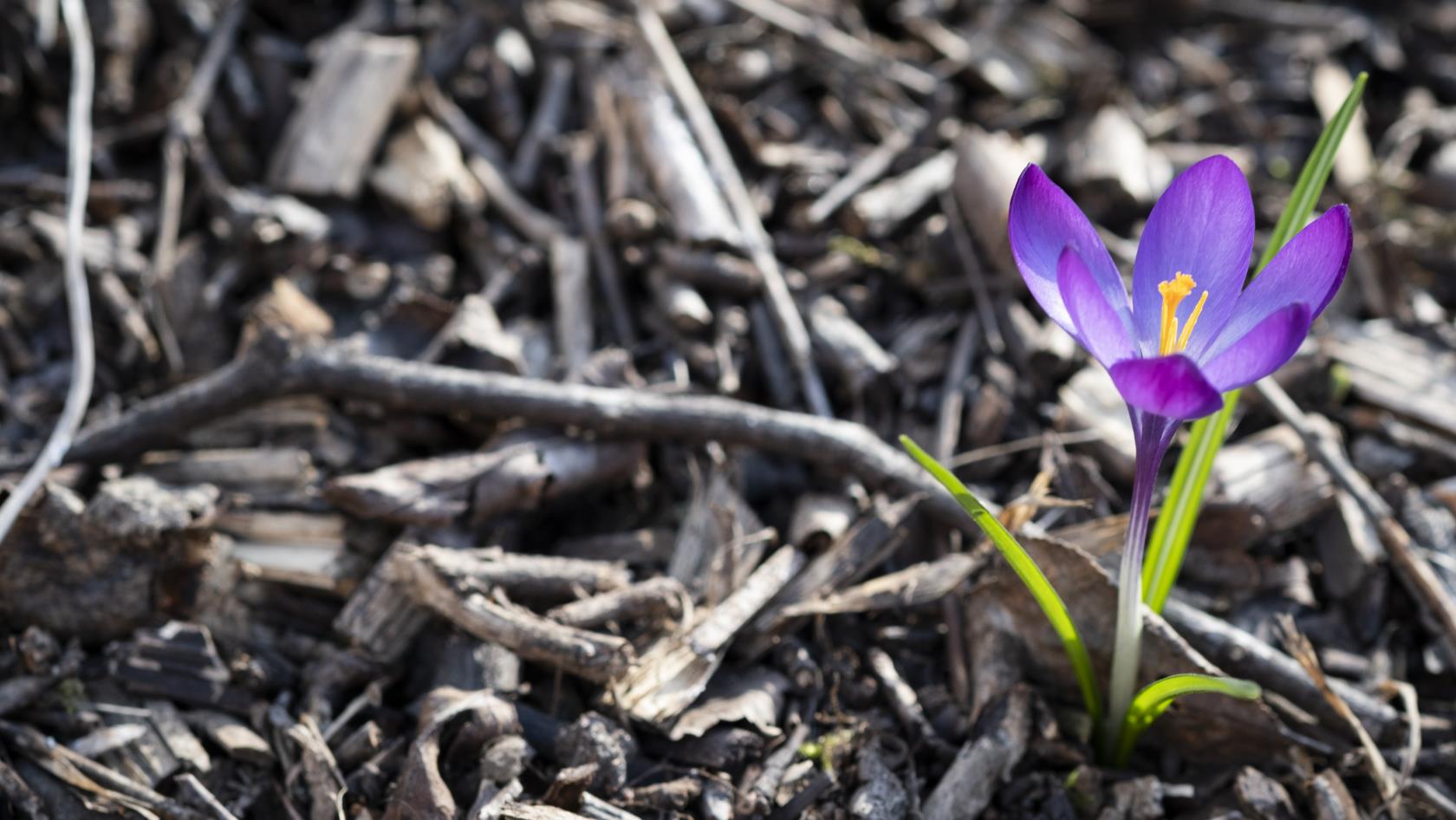 Närbild på en lila krokus.