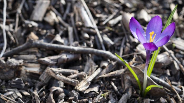 Närbild på en lila krokus.