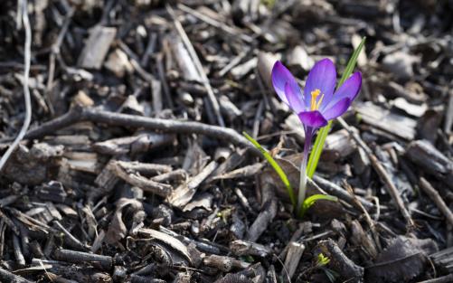 Närbild på en lila krokus.