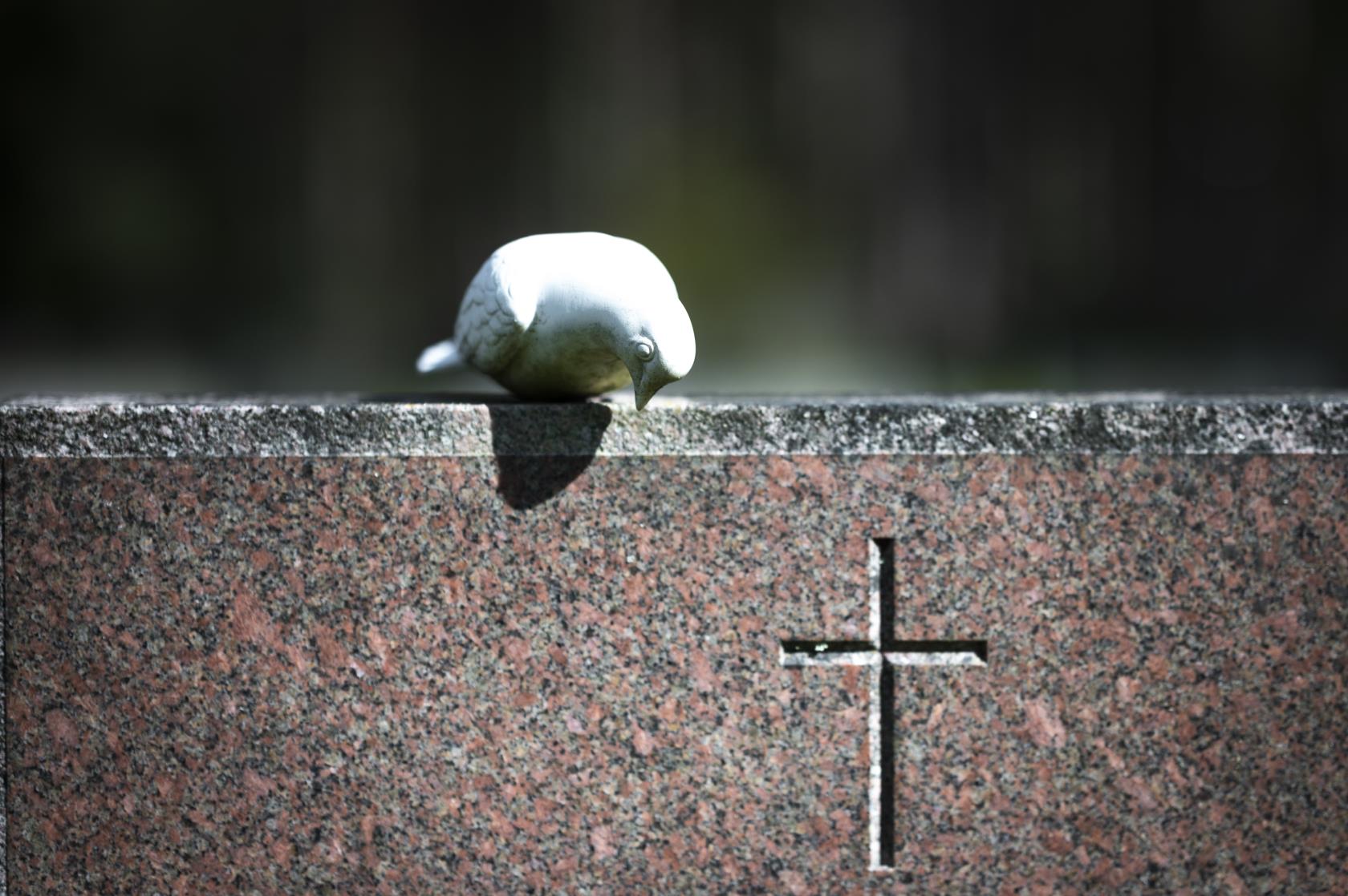 En vit prydnadsduva sitter på en gravsten.