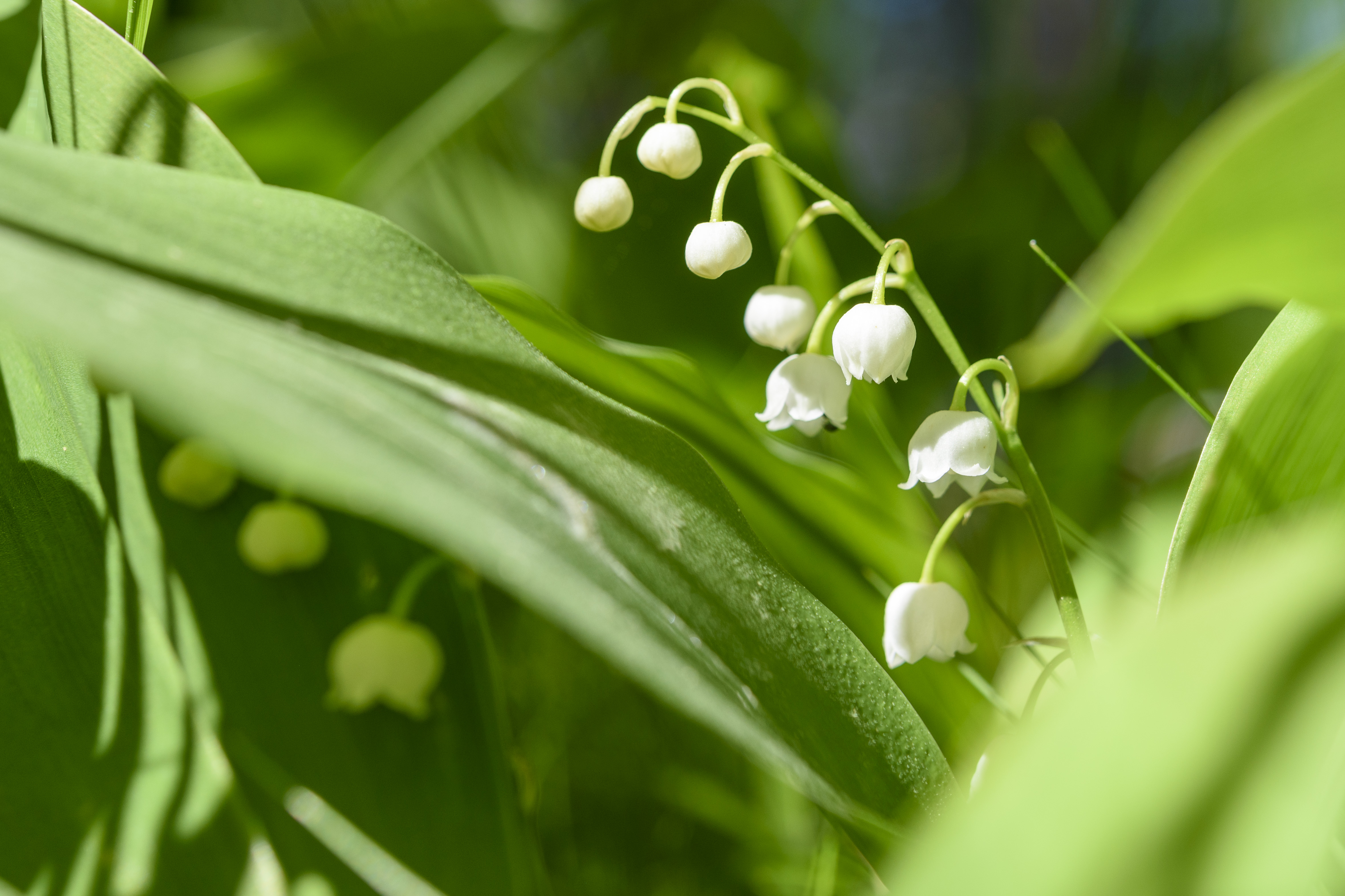 Närbild på blommande liljekonvalj.