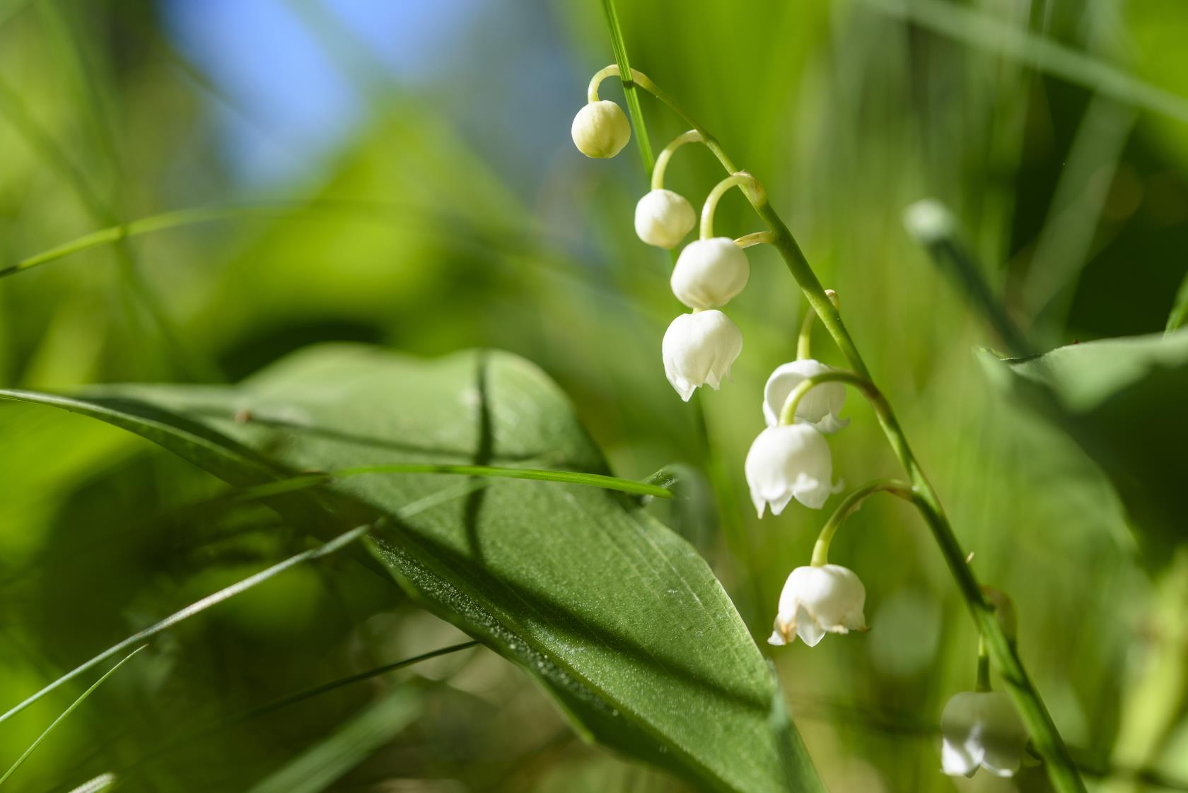 Närbild på blommande liljekonvalj.