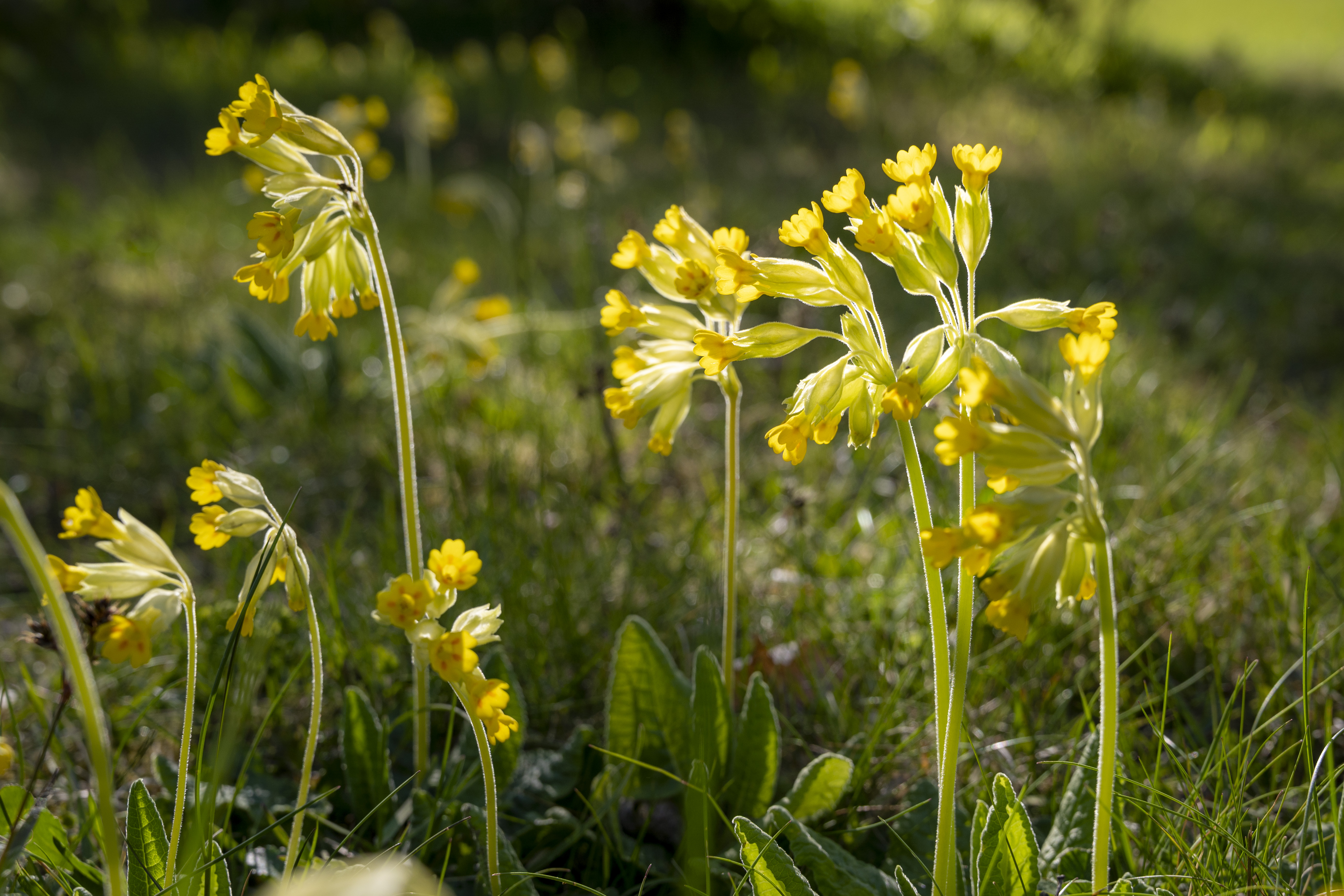 Några gullvivor på en äng.