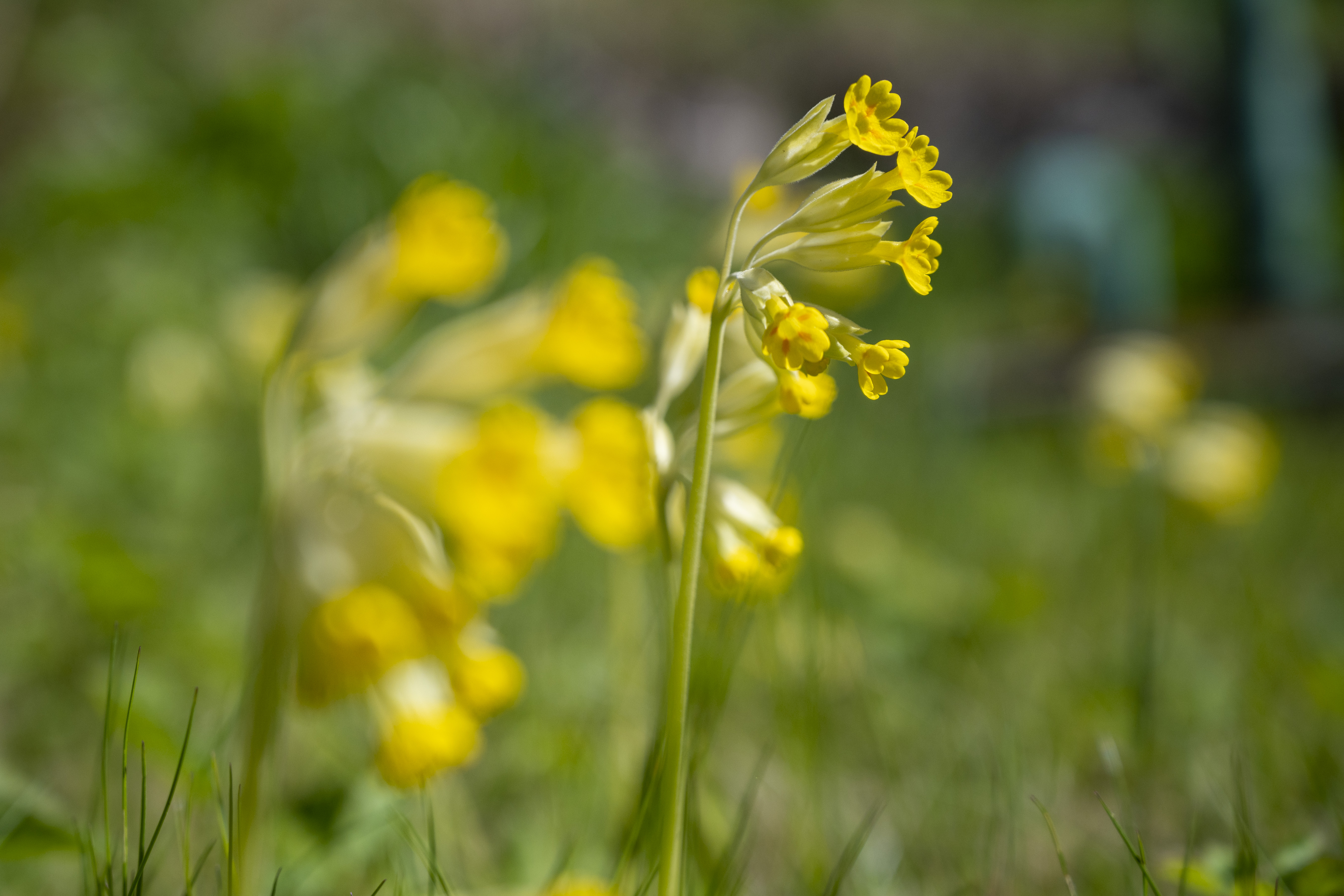 Närbild på blommande gullviva.