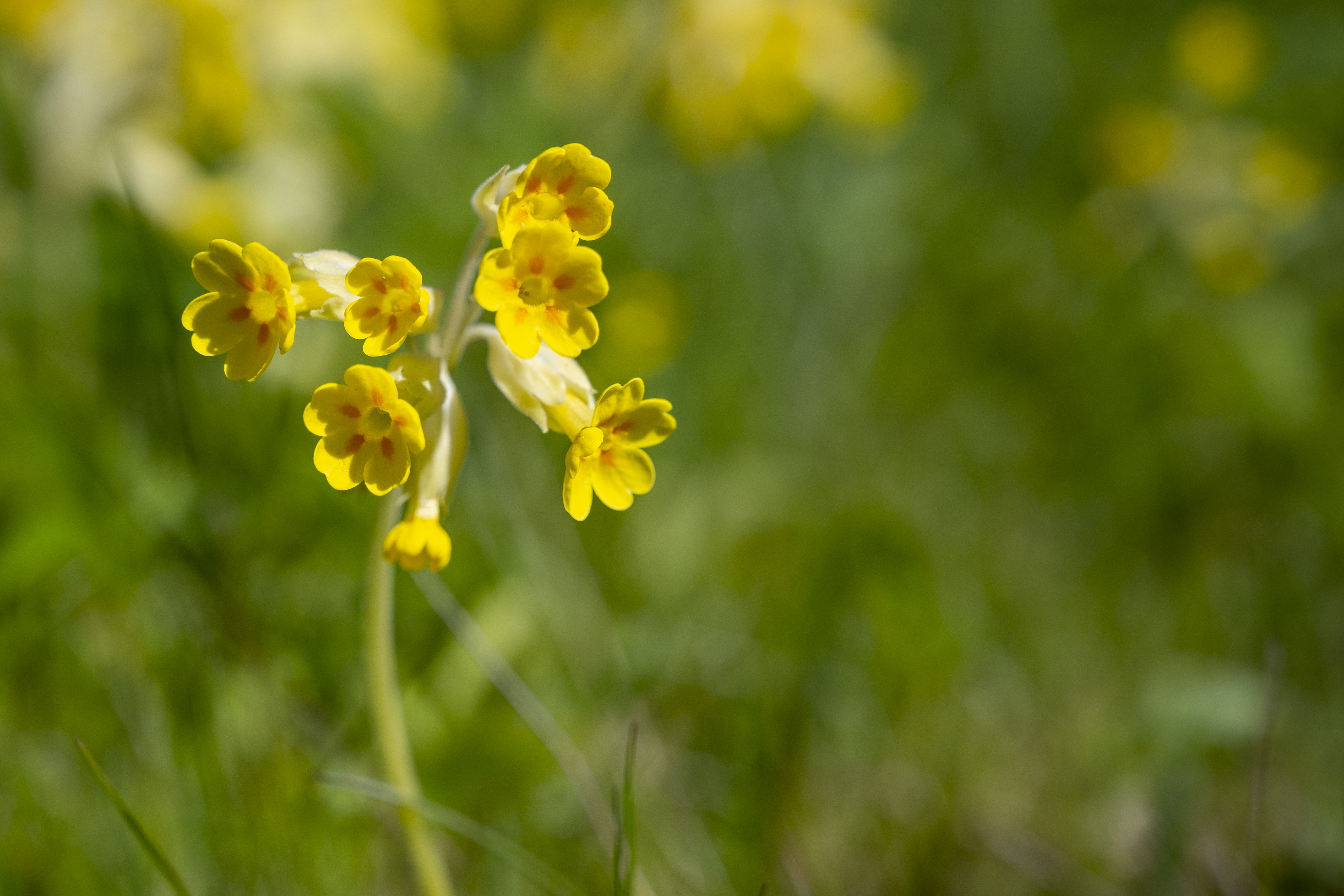 Närbild på blommande gullviva.