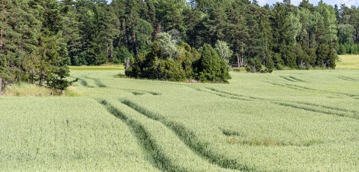 En solig åker med säd framför en skogsdunge.