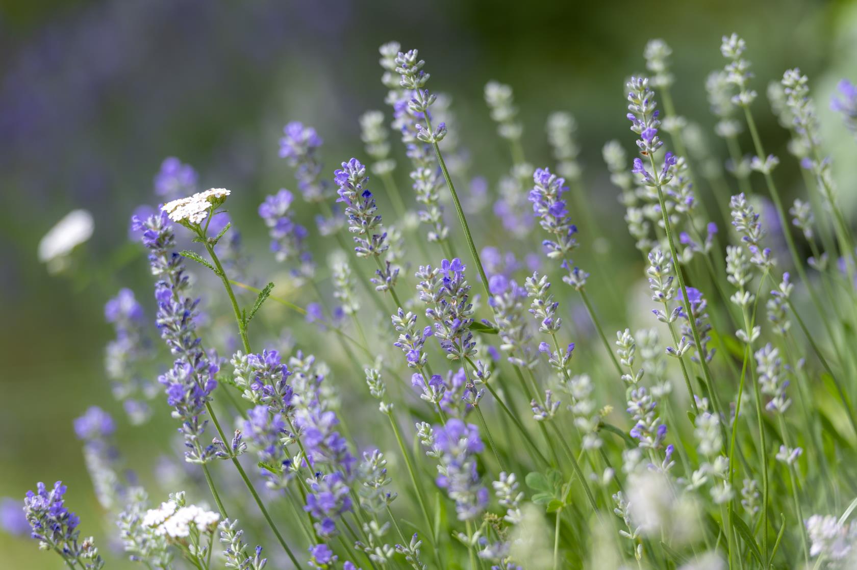 Sommaräng med lavendel.