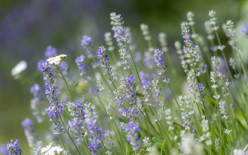 Sommaräng med lavendel.