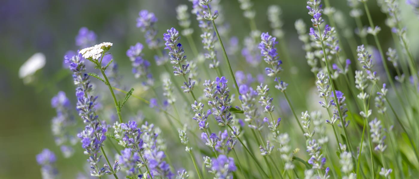 Sommaräng med lavendel.