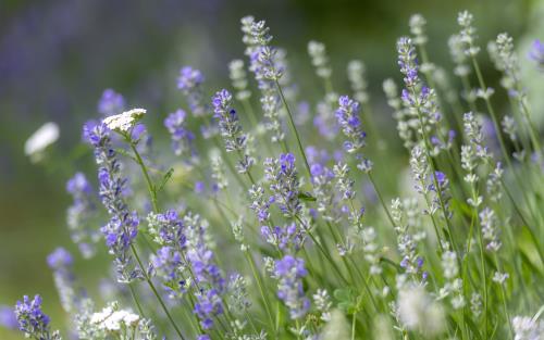 Sommaräng med lavendel.