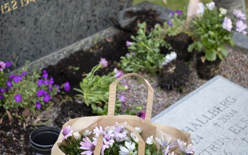 En person planterar blommor vid en grav.