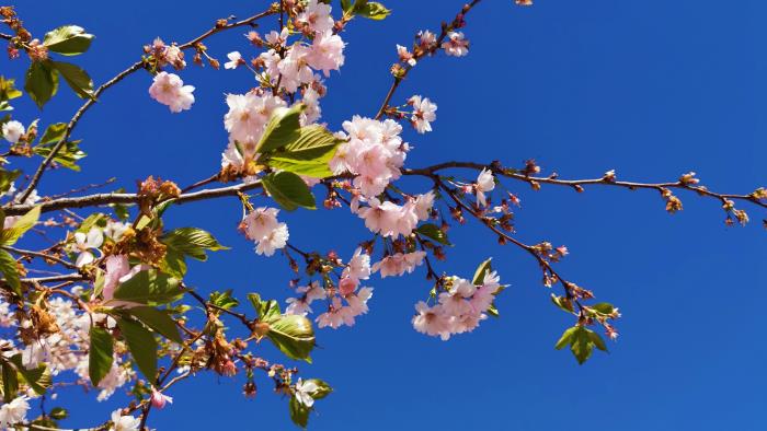 Ett blommande träd med ljusrosa blommor.