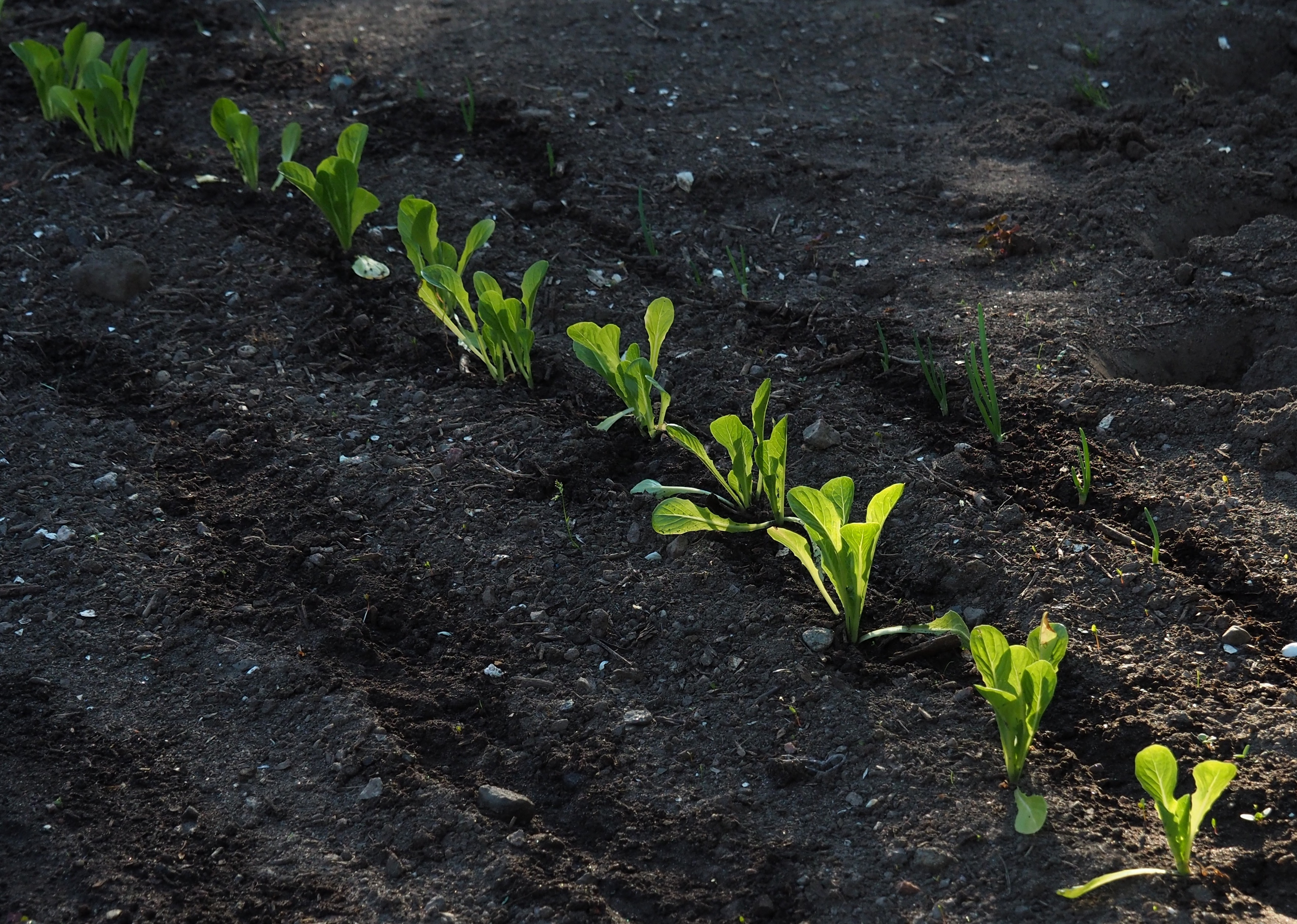 En rad med gröna blad kommer upp ur jorden i trädgårdslandet.