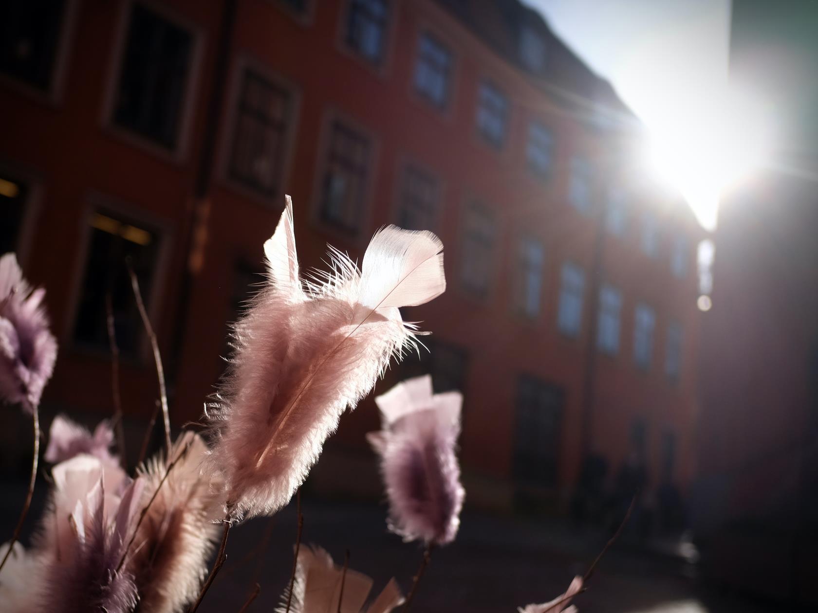 Rosa påskris träffas av solskenet.