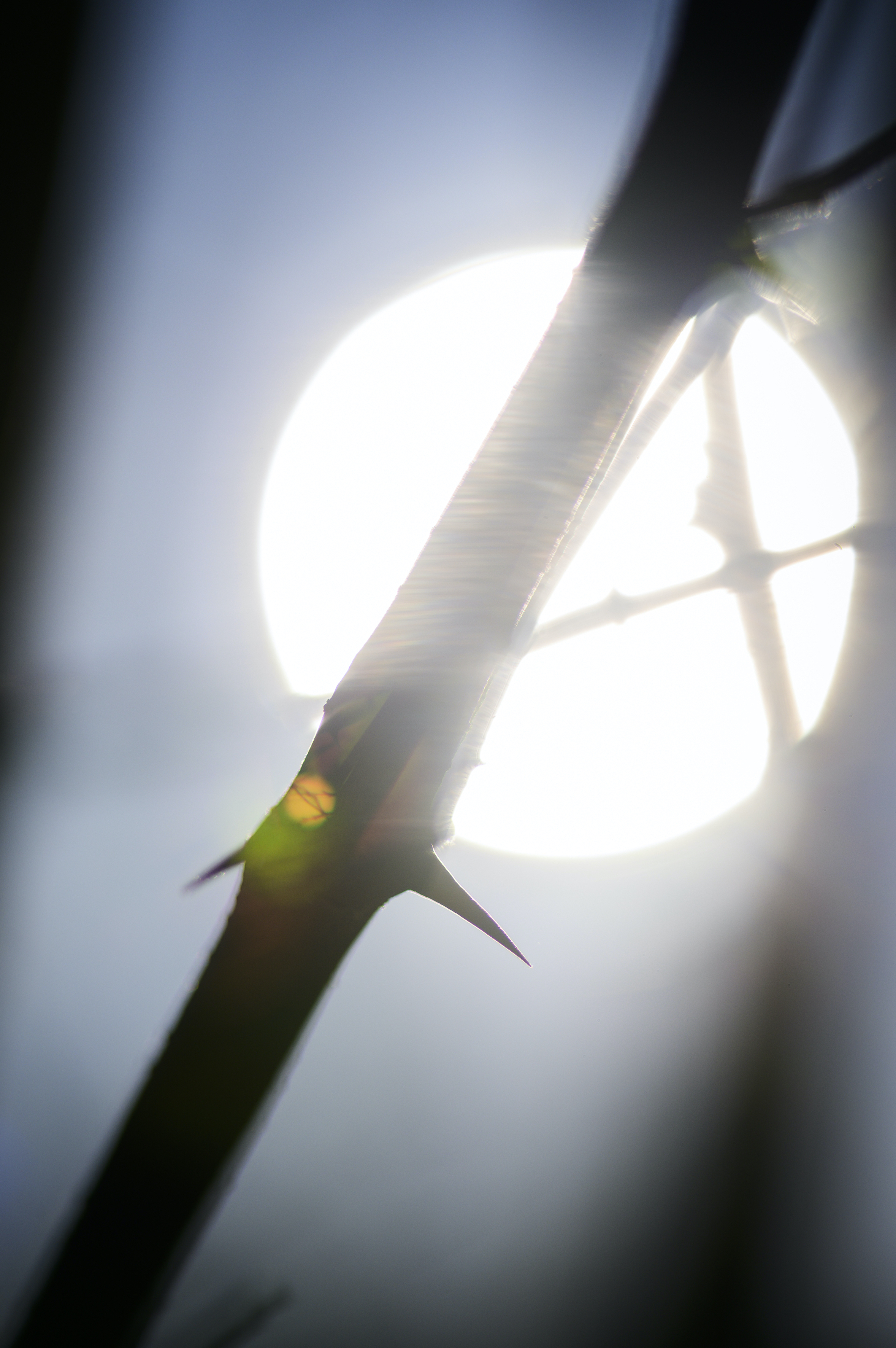 Stjälken av en ros mot ett runt fönster.