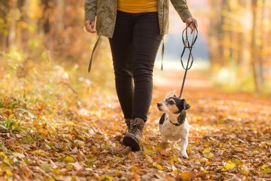 En person promenerar med sin hund på en stig fylld av höstlöv.