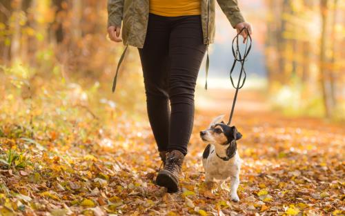 En person promenerar med sin hund på en stig fylld av höstlöv.