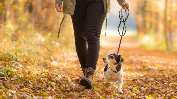 En person promenerar med sin hund på en stig fylld av höstlöv.