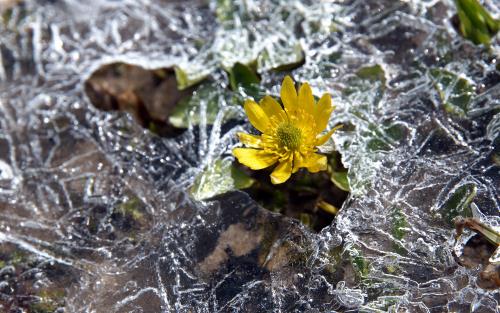 En liten gul blomma sticker upp genom ett hål i istäcke på marken.