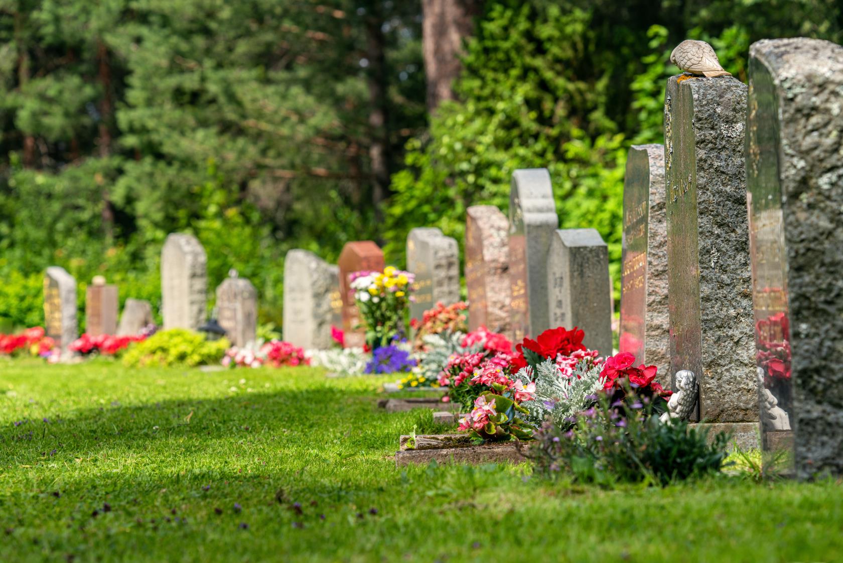 Begravningsplats med en rad av gravstenar som alla har färgsprakande blommor. Solen skiner.